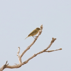 Phylloscopus
