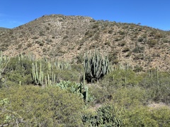 Isolatocereus dumortieri