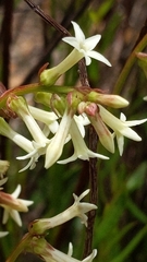 Stackhousia aspericocca