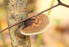 Daedaleopsis confragosa