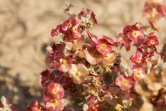 Salsoloideae