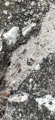 Pheidole obscurithorax