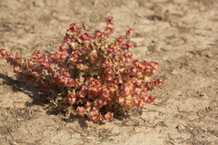 Salsoloideae