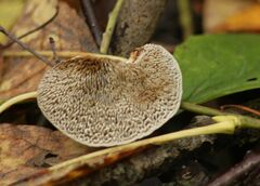 Daedaleopsis confragosa