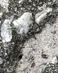 Pheidole obscurithorax