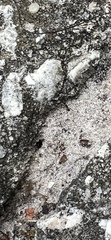 Pheidole obscurithorax