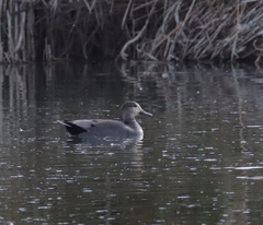 Mareca strepera strepera