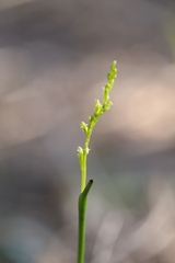 Microtis orbicularis