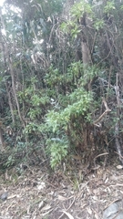 Argyranthemum pinnatifidum image