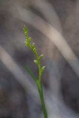 Microtis orbicularis