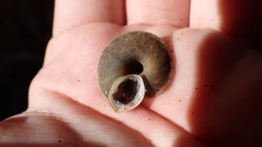Helicigona lapicida
