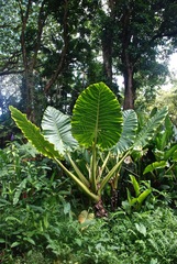 Alocasia