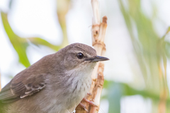 Bradypterus baboecala