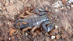 Euscorpius flavicaudis