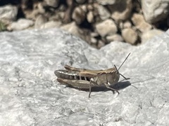 Chorthippus sangiorgii