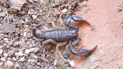 Euscorpius flavicaudis