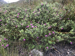 Podalyria buxifolia