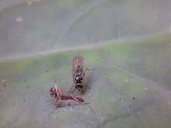 Tanypezidae