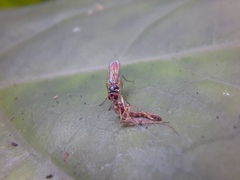 Tanypezidae