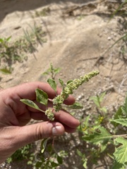 Amaranthus fimbriatus