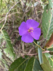 Osbeckia chinensis