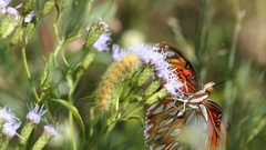 Chromolaena odorata