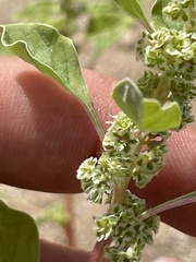 Amaranthus fimbriatus