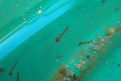 Culicinae