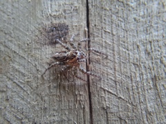 Asaphobelis physonychus