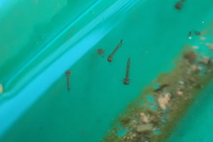 Culicinae
