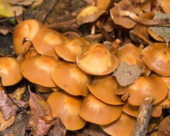 Kuehneromyces mutabilis