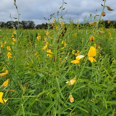 Crotalaria juncea