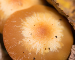 Kuehneromyces mutabilis