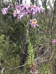 Senecio glastifolius
