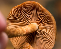 Kuehneromyces mutabilis