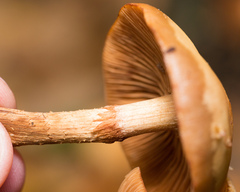 Kuehneromyces mutabilis