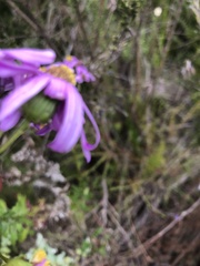 Senecio glastifolius