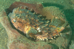 Cyclichthys orbicularis