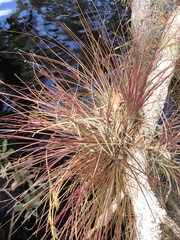 Tillandsia setacea