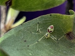 Theridion grallator