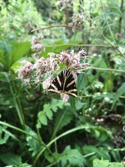 Euplagia quadripunctaria