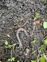 Lumbricus terrestris