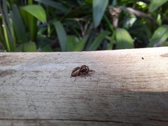 Gastromicans