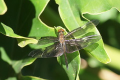 Rhyothemis princeps