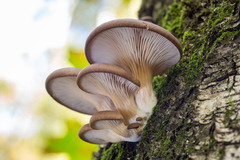 Pleurotus ostreatus
