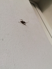 Leptoglossus occidentalis