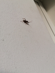 Leptoglossus occidentalis