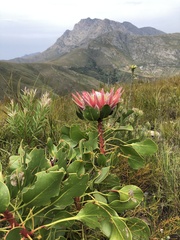 Protea cynaroides
