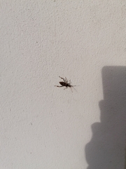 Leptoglossus occidentalis