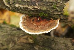 Daedaleopsis confragosa